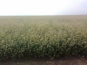 кандская гречиха, сорт гречки арно