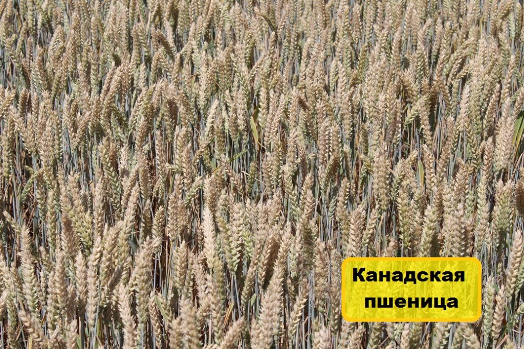 Картинки ячменя и пшеницы