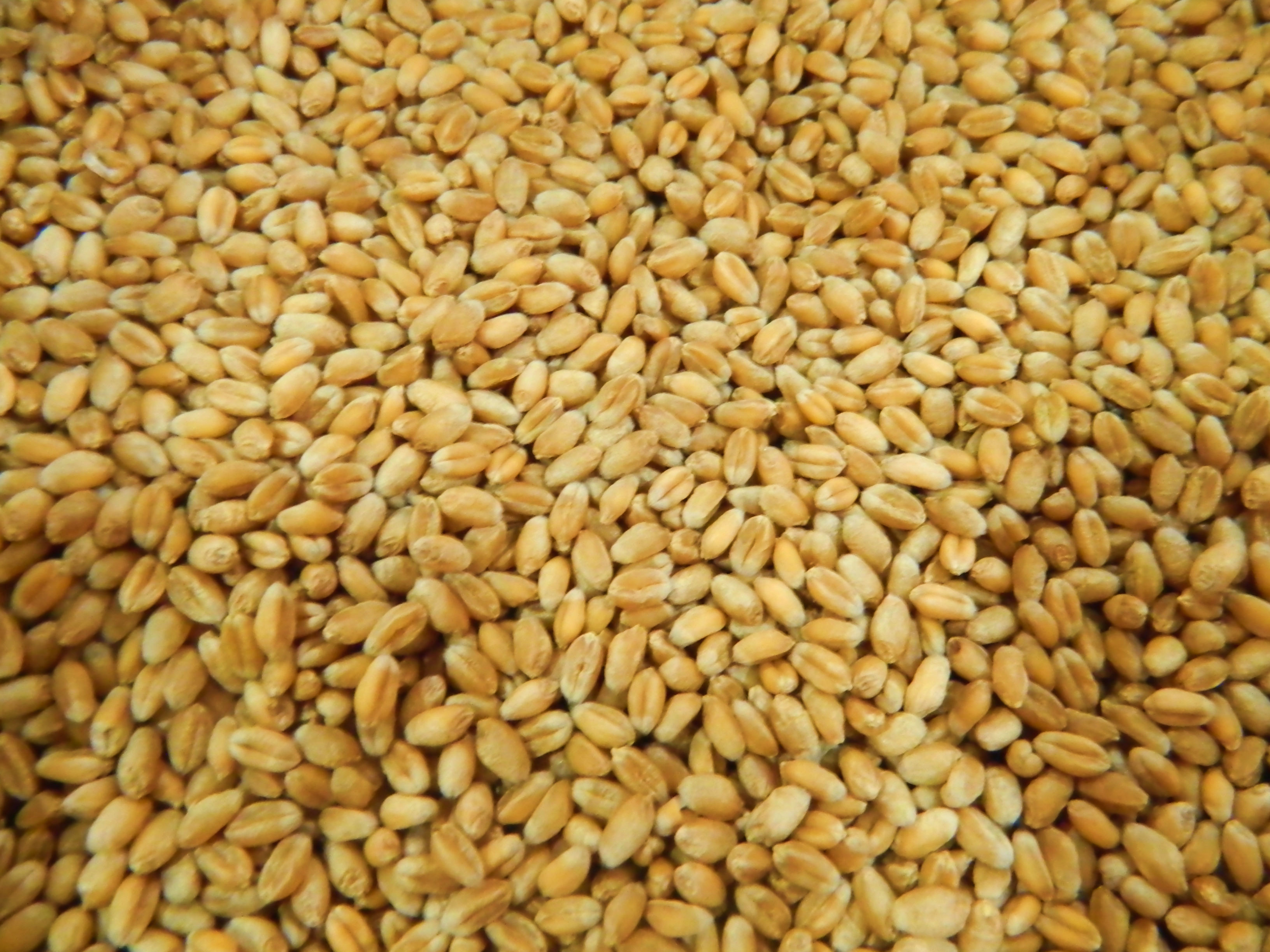 семена канадской пшеницы в украине, канадская пшеница